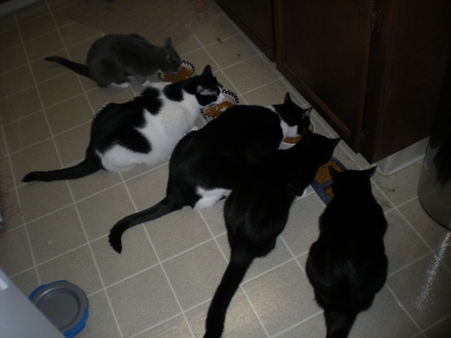 From top to bottom: Moonstone, CMY, Rhombus, Triquet, Velcro.  Not pictured: Rufus.